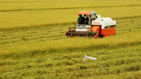 Canh tác lúa thông minh thích ứng với biến đổi khí hậu (24/11/2020)