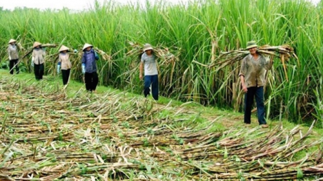 Giải pháp nào gỡ khó cho ngành mía đường Việt Nam trong tình hình mới (05/12/2020)