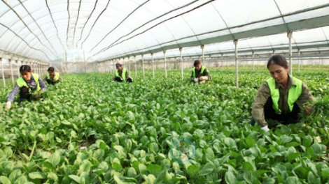 Liên minh HTX Việt Nam hỗ trợ xây dựng chuỗi giá trị sản xuất (18/12/2020)