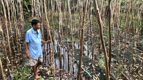 Hậu Giang: Xác xơ vườn trầu Vị Thủy (07/12/2020)