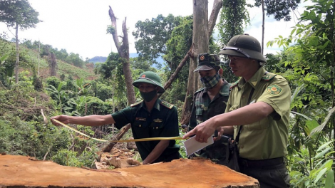 Đằng sau những cánh rừng ảo (2/12/2020)