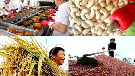 11 tháng năm 2020: xuất khẩu gạo và lâm sản vực dậy tăng trưởng ngành Nông nghiệp (14/12/2020)