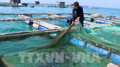 Phát triển nuôi hải sản trên biển ở các địa phương (6/2/2020)
