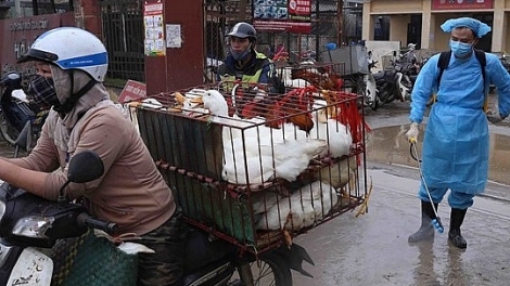 Siết chặt kiểm soát phòng chống buôn lậu gia cầm, ngăn ngừa dịch chồng dịch (20/2/2020)