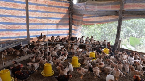 Chủ động đối phó với dịch cúm gia cầm A/H5N6 (14/2/2020)