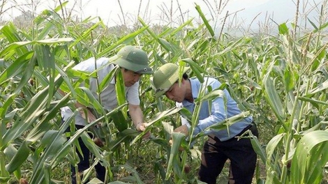 Làm gì để bảo vệ cây trồng trước tình trạng xâm nhập mặn tại đồng bằng sông Cửu Long? (12/2/2020)