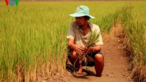 Sống cùng hạn mặn (14/2/2020)