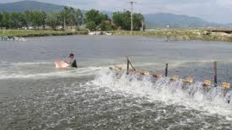 Chủ động bảo vệ vật nuôi thủy sản ngày giá rét (11/2/2020)