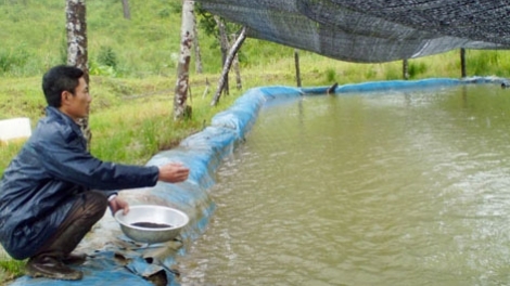 Chăm sóc, phòng chống rét cho vật nuôi thủy sản (4/2/2020)