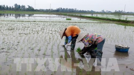 Kết thúc 3 đợt xả nước đổ ải: Vượt khó khăn, 100% đồng ruộng đủ nước sản xuất (25/2/2020)