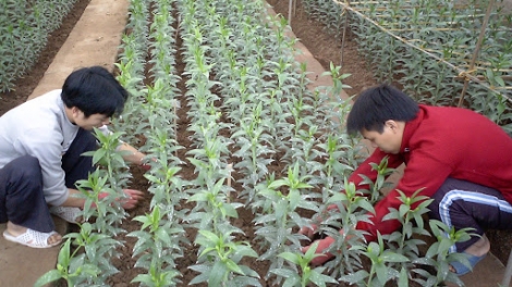 Phát triển giống cây trồng theo tín hiệu thị trường (27/2/2020)