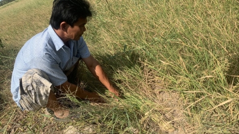 THỜI SỰ 12H TRƯA 22/2/2020: Các tỉnh Đồng bằng sông Cửu Long căng mình chống hạn, mặn xâm nhập