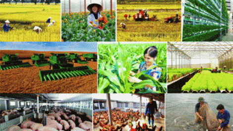 Nghị quyết của Đảng với nông nghiệp, nông dân, nông thôn khẳng định đóng góp của Đảng Cộng sản Việt Nam vào sự chuyển mình của ngành nông nghiệp nước ta (3/2/2020)