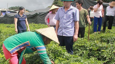 Hỗ trợ bà con dân tộc thiểu số giảm nghèo bền vững: Cần kết nối thị trường tiêu thụ nông sản (24/2/2020)