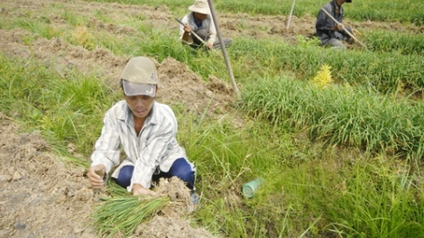 Phía sau dịch bệnh là sinh kế! (5/2/2020)