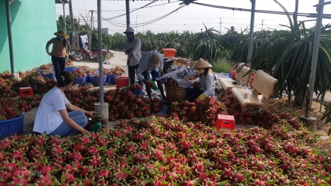 Dịch Covid -19 và giải pháp cho nông sản Việt (13/2/2020)