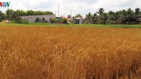 Đồng bằng sông Cửu Long và cuộc chến chống hạn mặn (10/2/2020)