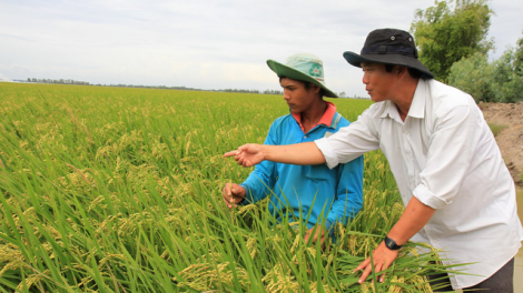 Vượt qua biến đổi khí hậu với mô hình cánh đồng liên kết (27/3/2020)