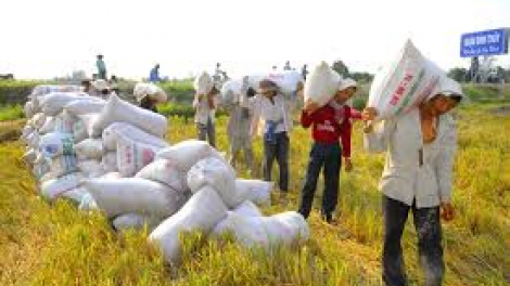 Đồng bằng sông Cửu Long sản xuất thuận thiên thích ứng với biến đổi khí hậu (7/3/2020)