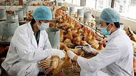 THỜI SỰ 18H CHIỀU 10/3/2020: Thủ tướng Chính phủ ban hành Chỉ thị về tập trung triển khai quyết liệt, đồng bộ các giải pháp phòng, chống dịch bệnh gia súc, gia cầm.