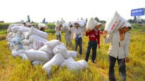 THỜI SỰ 12H TRƯA 28/3/2020: Nông dân các tỉnh đồng bằng sông Cửu Long bước vào đợt thu hoạch rộ vụ lúa đông xuân với niềm vui trúng mùa được giá.