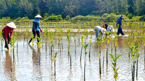 Hỗ trợ nông dân chủ động ứng phó với biến đổi khí hậu (8/3/2020)
