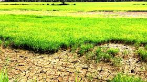 Giải pháp nào hạn chế thiệt hại trong sản xuất nông nghiệp trước tình hình hạn, xâm nhập mặn ở đồng bằng sông Cửu Long? (22/3/2020)