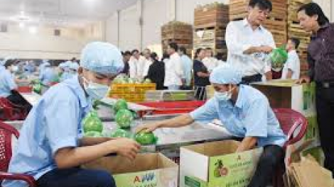 Truy suất nguồn gốc - chìa khoá thúc đẩy tiêu thụ nông sản (26/3/2020)