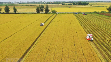 Giải pháp đảm bảo nguồn cung lúa gạo (27/3/2020)