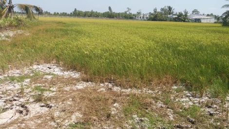 Vùng đất chín sông khát khao nguồn nước ngọt (14/3/2020)
