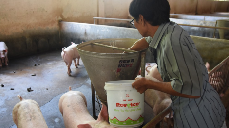 Người chăn nuôi làm gì để tái đàn heo an toàn, hiệu quả? (21/3/2020)