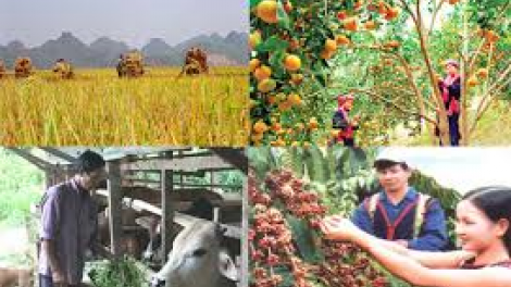 Nâng cao giá trị trong sản xuất nông nghiệp, đảm bảo xuất khẩu và an ninh lương thực (25/3/2020)