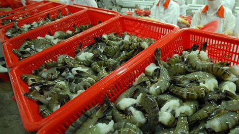 Tắc đầu ra ngành thủy sản do "bão" dịch, ngư dân lao đao (23/4/2020)