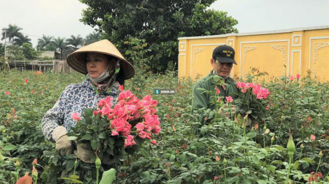 Làng hoa lớn nhất Hà Nội ủ rũ vì dịch COVID-19 (18/4/2020)
