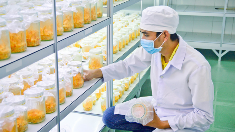 Kỹ thuật nuôi cấy và chăm sóc nấm dược liệu từ nhộng tằm (7/4/2020)