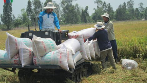 THỜI SỰ 6H SÁNG 13/4/2020: Doanh nghiệp xuất khẩu gạo gặp khó vì không đăng ký được tờ khai hải quan điện tử