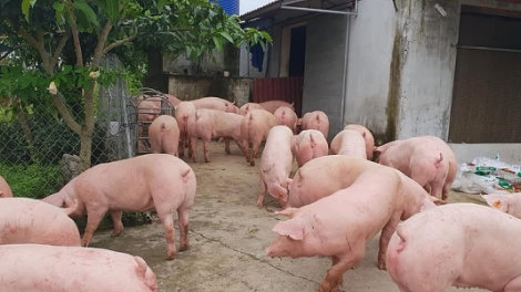 Tăng nguồn cung thịt lợn: thúc đẩy tái đàn chăn nuôi nông trại và gia trại (18/4/2020)