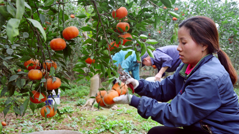 Nâng cao giá trị kinh tế và thương hiệu nông sản từ chất lượng giống (28/4/2020)