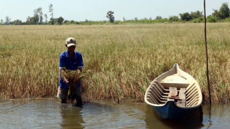 Giải pháp nào giúp ĐBSCL ứng phó với hạn mặn xâm nhập? (4/4/2020)