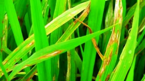 Biện pháp phòng trừ bệnh đạo ôn trên lúa Xuân (10/4/2020)