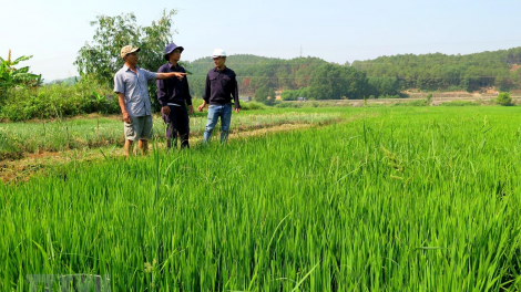 Các tỉnh phía Bắc đề phòng bệnh đạo ôn vụ Đông Xuân. (6/4/2020)