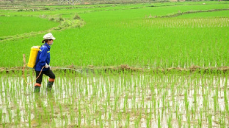 Tăng cường phòng trừ sâu bệnh trên lúa Xuân (21/4/2020)