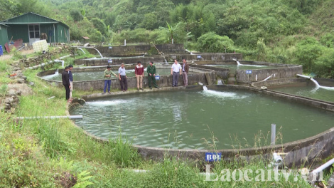 Nuôi cá nước lạnh ở Sa Pa lao đao không nơi tiêu thụ (27/4/2020)