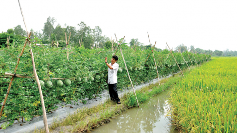 Đẩy mạnh chuyển đổi cơ cấu cây trồng thích ứng biến đổi khí hậu (21/4/2020)