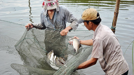 Cách phòng trị bệnh thường gặp trên cá nuôi nước ngọt (27/4/2020)