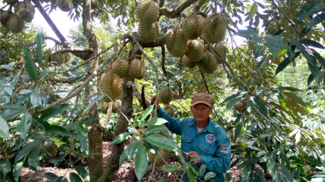 Đắk Lắk: Đa canh cây trồng trong vườn cà phê thích ứng với biến đổi khí hậu (4/5/2020)