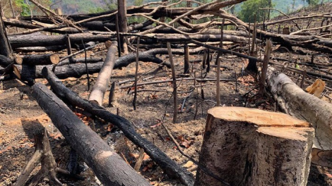 THỜI SỰ 21H30 ĐÊM 25/5/2020: Tỉnh Đắk Lắk họp khẩn bàn biện pháp ngăn chặn nạn phá rừng đang diễn ra trầm trọng ở khu vực giáp ranh