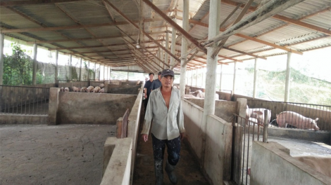 Đồng Tháp khó khăn trong việc tái đàn vì nguồn cung lợn giống khan hiếm (26/5/2020)