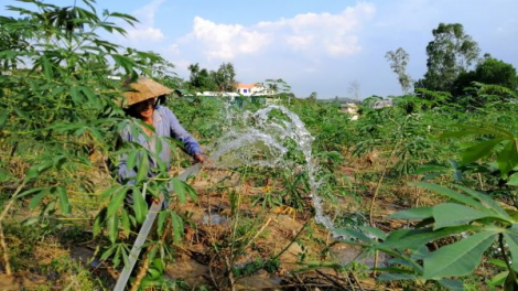 Quảng Ngãi: Thực hiện đồng bộ chuyển đổi cơ cấu cây trồng chủ động đối phó hạn hán (24/5/2020)