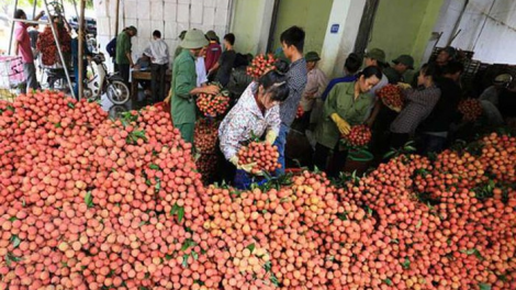 Giải bài toán đầu ra cho vụ vải thiều năm nay (12/5/2020)